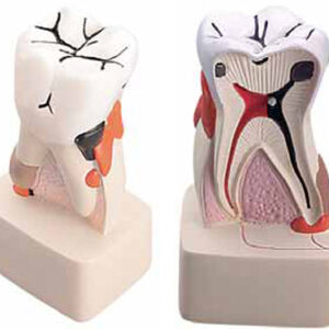 Dental Pathology Model Exporter & Medical Laboratory Equipme