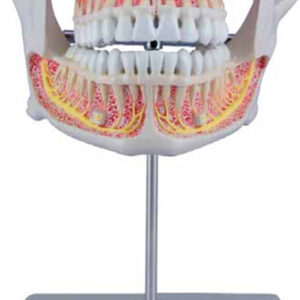 Permanent Teeth Model Exporter & Educational Laboratory Equi