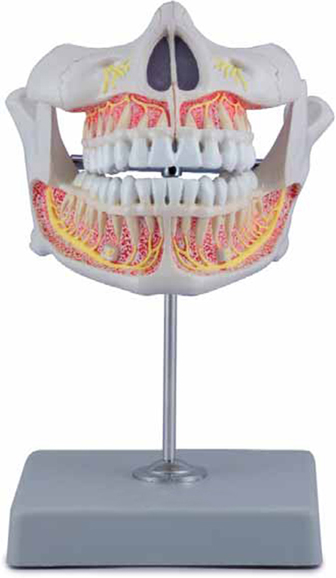 Permanent Teeth Model Exporter & Educational Laboratory Equi