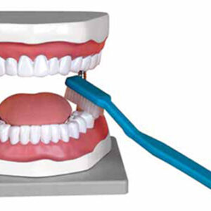 Oral Hygiene Model Exporter & Educational Laboratory Equipme
