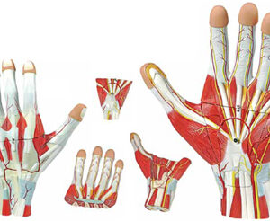 Anatomy of the Hand