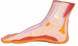 Section of Foot Exporter & Educational Laboratory Equipment