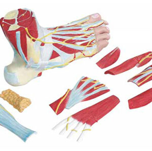 Anatomy of the Foot Exporter & Educational Laboratory Equipm