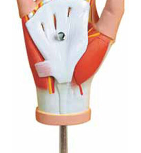 Muscles of Hand Exporter & Educational Laboratory Equipment