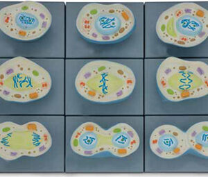 Cell Mitosis Model Exporter & Educational Laboratory Equipme