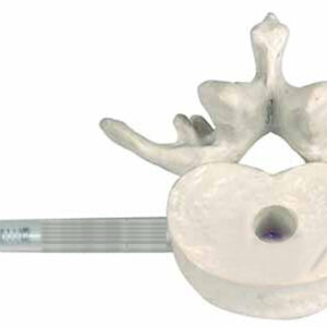 3rd Lumbar Vertebra Penholder life size Exporter & Education