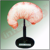 MODEL OF HUMAN STOMACH Exporter & Educational Laboratory Equ