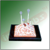 MUCOR MUCEDO Exporter & Educational Laboratory Equipment Sup