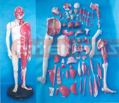 NATURAL HUMAN MODEL OF BODY OF GRADATIONAL DISSECTION (110 PCS/SET) Manufacturers and Suppliers From Ambala India