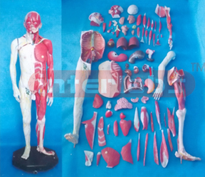 NATURAL HUMAN MODEL OF BODY OF GRADATIONAL DISSECTION (98 PCS/SET) Manufacturers and Suppliers From Ambala India
