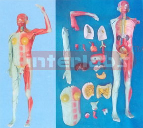 NATURAL MODEL OF THE HUMAN LYMPHATIC SYSTEM (20 PCS/SET) WITHOUT BASE Manufacturers and Suppliers From Ambala India