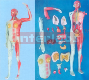 NATURAL MODEL OF THE HUMAN LYMPHATIC SYSTEM (24 PCS/SET) WITHOUT BASE Manufacturers and Suppliers From Ambala India
