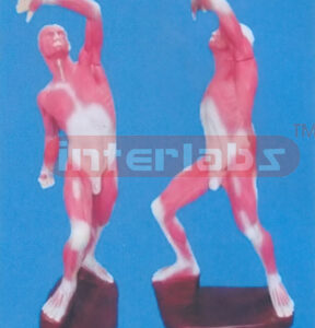 68 CM TALL COMPLETE MUSCULAR OF ANATOMICAL SURFACE LAYER