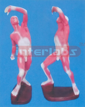 68 CM TALL COMPLETE MUSCULAR OF ANATOMICAL SURFACE LAYER