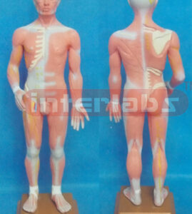 68 CM TALL
