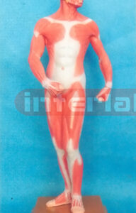 50 CM TALL MUSCLE BODY MODEL Manufacturers and Suppliers From Ambala India