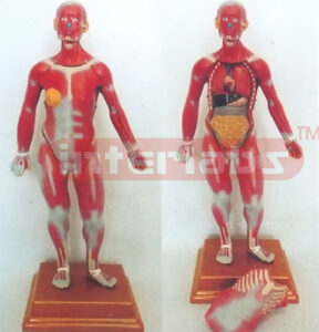50 CM TALL COMPLETE MUSCULAR ANATOMICAL MODEL WITH OPENED WATCH INTERNAL ORGANS (2 PCS) Manufacturers and Suppliers From Ambala India