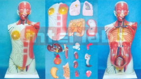 85 CM TALL HUMAN TORSO MODEL SHOWING LYMPHIC DISTRUBUTION WITH ORGANS Manufacturers and Suppliers From Ambala India