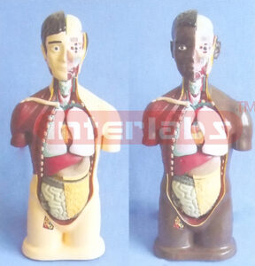 90 CM TALL SEXLESS ANATOMICAL HUMAN MODEL Manufacturers and Suppliers From Ambala India
