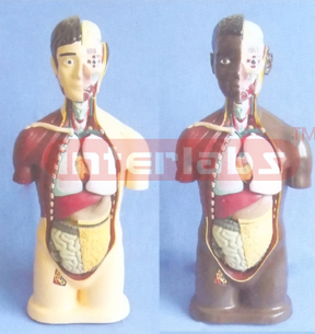 90 CM TALL SEXLESS ANATOMICAL HUMAN MODEL Manufacturers and Suppliers From Ambala India