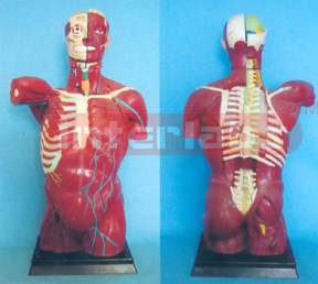 108 CM ANATOMICAL MUSCULAR SKIN TORSO WITH INTERNAL ORGANS Manufacturers and Suppliers From Ambala India