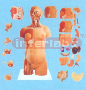 85 CM TALL UNISEX HUMAN TORSO W/HALF MUSCLES & HALF SKIN ON PLASTIC BASE Manufacturers and Suppliers From Ambala India