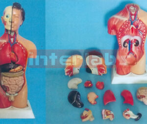 50 CM TALL SEXLESS TORSO MODEL SHOWING HALF SKIN AND HALF MUSCLE WITHOUT HEAD (8 PCS) Manufacturers and Suppliers From Ambala India