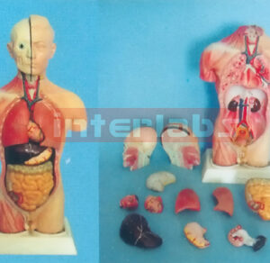 45 CM TALL THREE SEXES HALF MUSCLE HALF SKIN TORSO MODEL Manufacturers and Suppliers From Ambala India