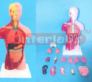 45 CM TALL MALE SEX HALF MUSCLE HALF SKIN TORSO MODEL ASIA TYPE Manufacturers and Suppliers From Ambala India