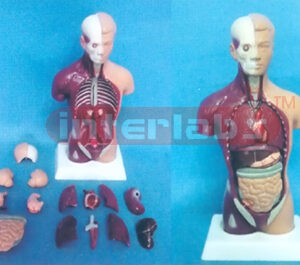 28 CM TALL. AMERICA-S TYPE HUMAN TORSO MODEL (15 PCS) Manufacturers and Suppliers From Ambala India