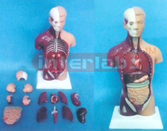 28 CM TALL. AMERICA-S TYPE HUMAN TORSO MODEL (15 PCS) Manufacturers and Suppliers From Ambala India