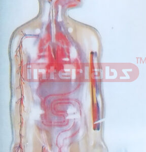 DEMONSTRATING CIRCULATION TORSO MODEL Manufacturers and Suppliers From Ambala India