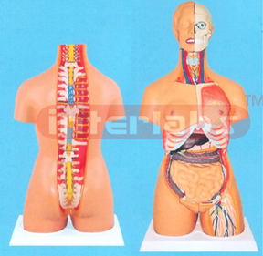 ADVANDCED MULTIFUNCTIONAL-COMPOSITIVABLE HUMAN TORSO MODEL COLLECTION Manufacturers and Suppliers From Ambala India