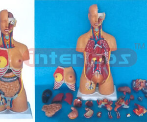 HUMAN DUAL SEX TORSO (24 PCS) Manufacturers and Suppliers From Ambala India