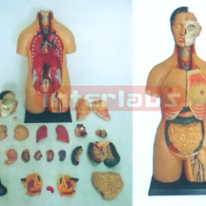 100 CM TALL SEXLESS TORSO MODEL Manufacturers and Suppliers From Ambala India