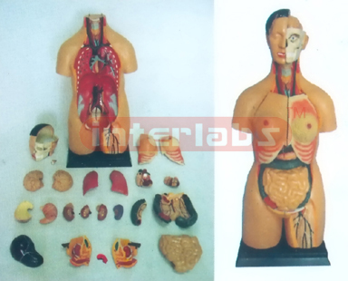 100 CM TALL SEXLESS TORSO MODEL Manufacturers and Suppliers From Ambala India
