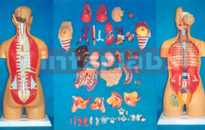 HUMAN UNISEX TORSO MODEL (44 PCS) Manufacturers and Suppliers From Ambala India