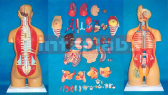 HUMAN UNISEX TORSO MODEL (44 PCS) Manufacturers and Suppliers From Ambala India
