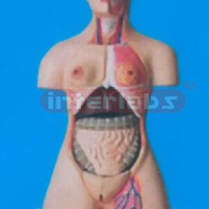 85 CM TALL HUMAN TORSO WITH BASE Manufacturers and Suppliers From Ambala India