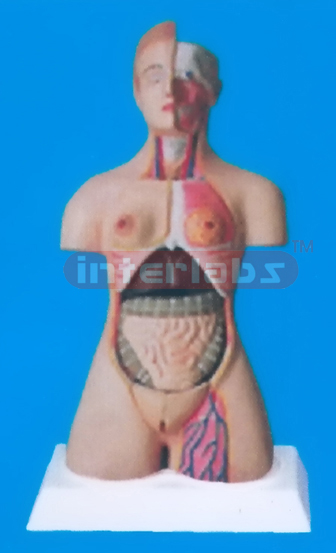 85 CM TALL HUMAN TORSO WITH BASE Manufacturers and Suppliers From Ambala India