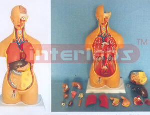 85 CM TALL HUMAN SEXLESS TORSO MODEL WITH OPEN NECK & BACK (18 PCS / SET) Manufacturers and Suppliers From Ambala India