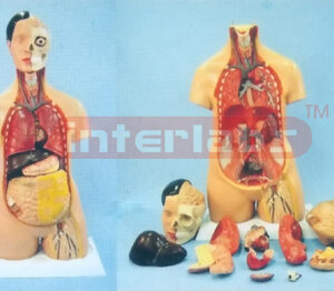 85 CM TALL BACK INDISSECTION SEXLESS