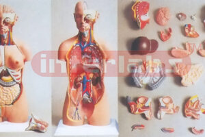 HUMAN DUALSEX TORSO (24 PCS) Manufacturers and Suppliers From Ambala India
