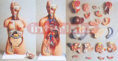 HUMAN DUALSEX TORSO (24 PCS) Manufacturers and Suppliers From Ambala India