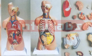 UNISEX TORSO MODEL W/OPEN NECK & BACK (18 PCS) Manufacturers and Suppliers From Ambala India