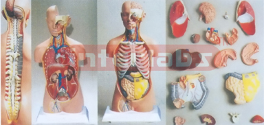 UNISEX TORSO MODEL W/OPEN NECK & BACK (18 PCS) Manufacturers and Suppliers From Ambala India