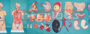 HUMAN UNISEX TORSO MODEL (30 PCS) Manufacturers and Suppliers From Ambala India