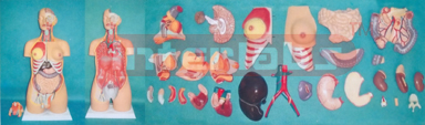 HUMAN UNISEX TORSO MODEL (30 PCS) Manufacturers and Suppliers From Ambala India