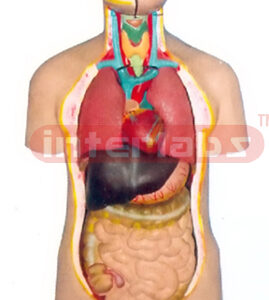 85 CM TALL MALE ADULT TORSO MODEL (22 PCS) Manufacturers and Suppliers From Ambala India
