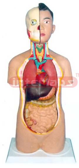 85 CM TALL MALE ADULT TORSO MODEL (22 PCS) Manufacturers and Suppliers From Ambala India